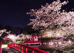 茂原公園夜桜