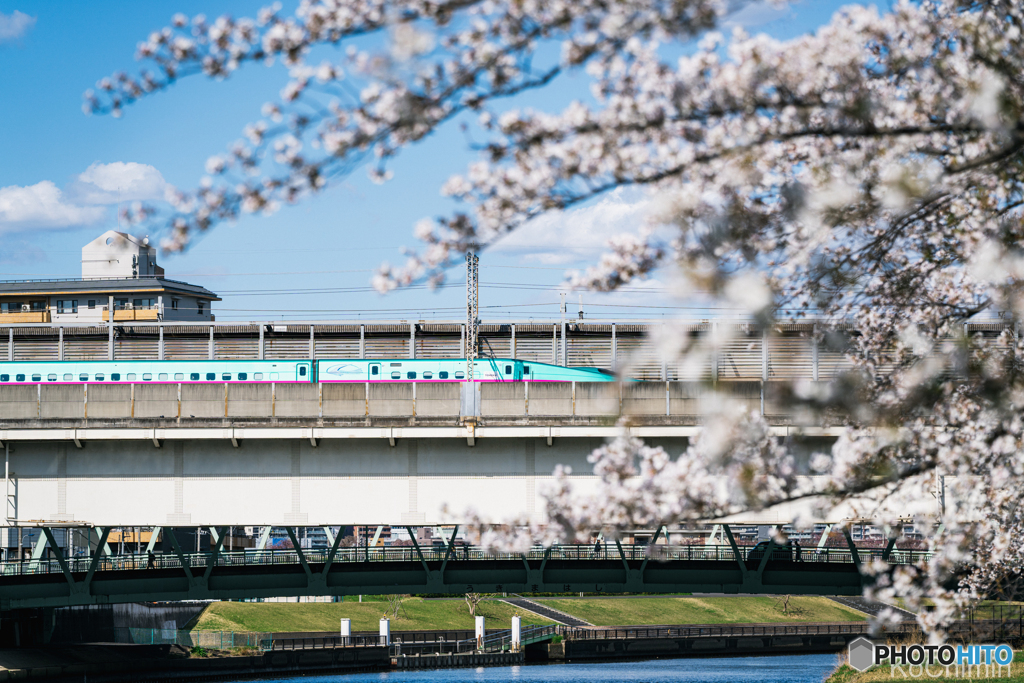 桜の世界を走る