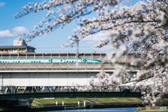 桜の世界を走る