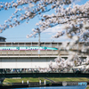 桜の世界を走る