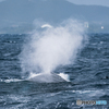 奄美大島のクジラ