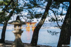 厳島神社大鳥居