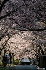 桜のトンネル