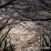 桜のトンネル