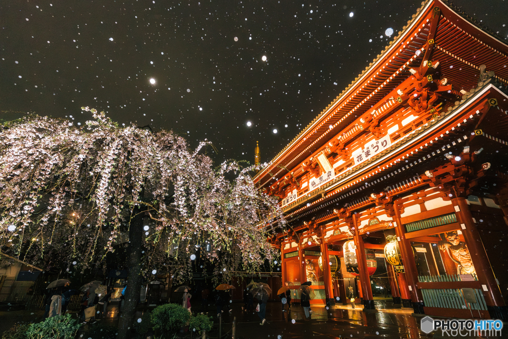 春の寒雨