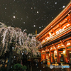 春の寒雨