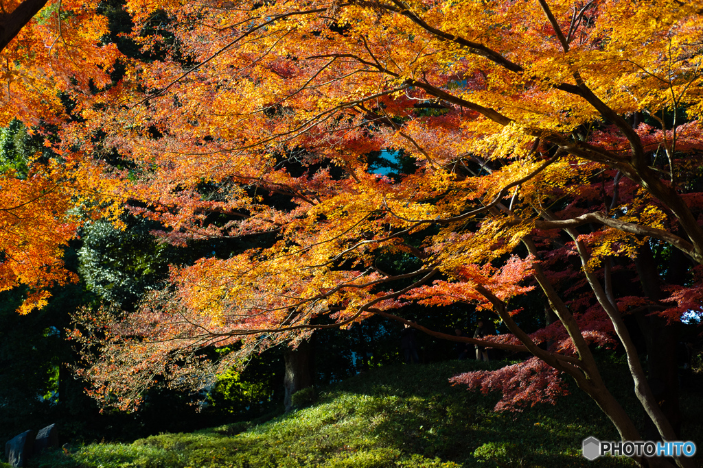 覆う紅葉