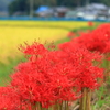 曼珠沙華