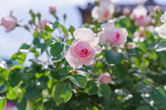 薔薇24