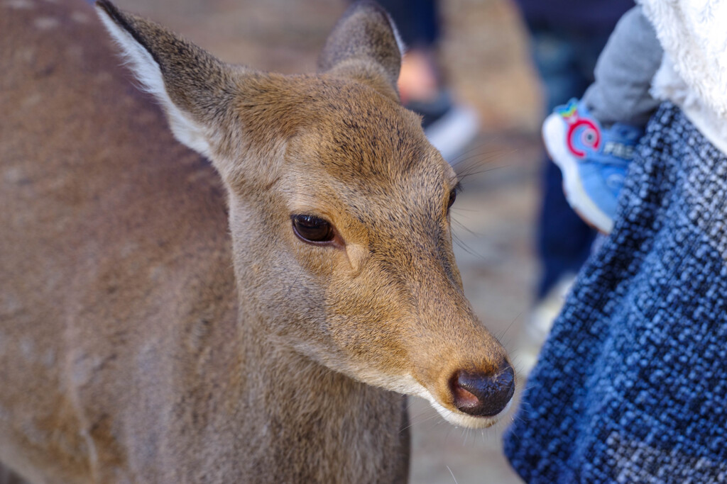 2019奈良公園の鹿5
