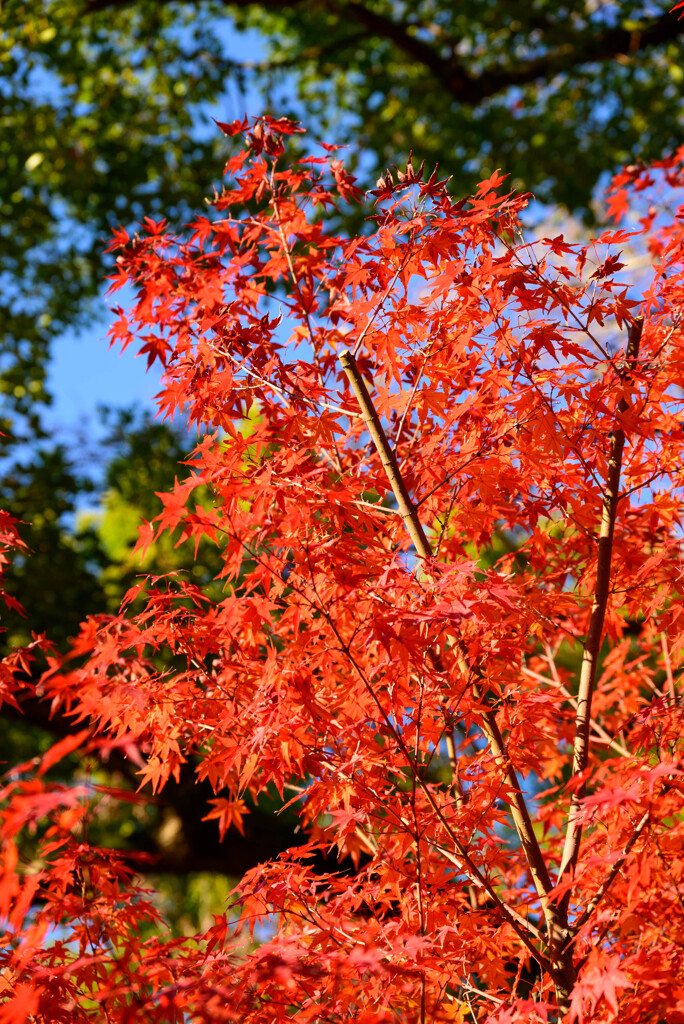 大阪城公園の紅葉3