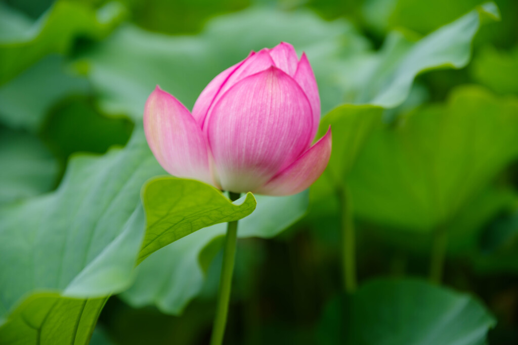 万博記念公園　蓮2