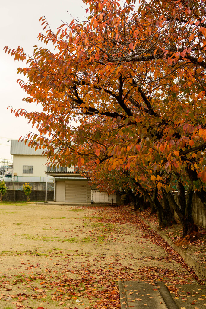 近所の公園の桜紅葉3