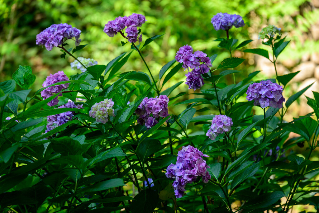 長居植物園のアジサイ8