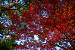 奈良公園の紅葉18
