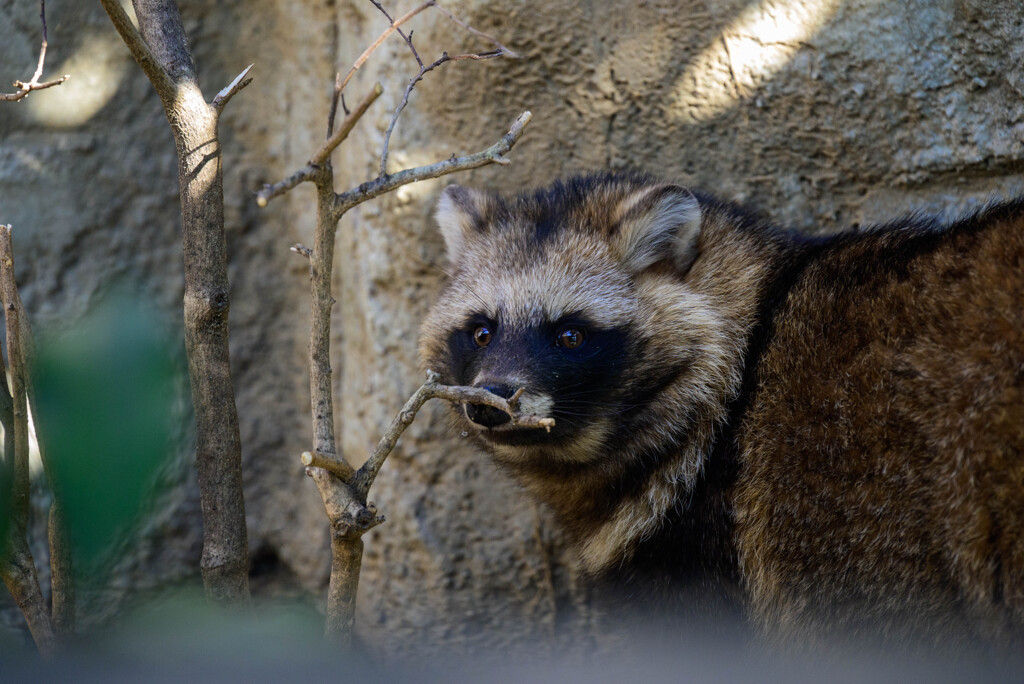 天王寺動物園 ホンドダヌキ1