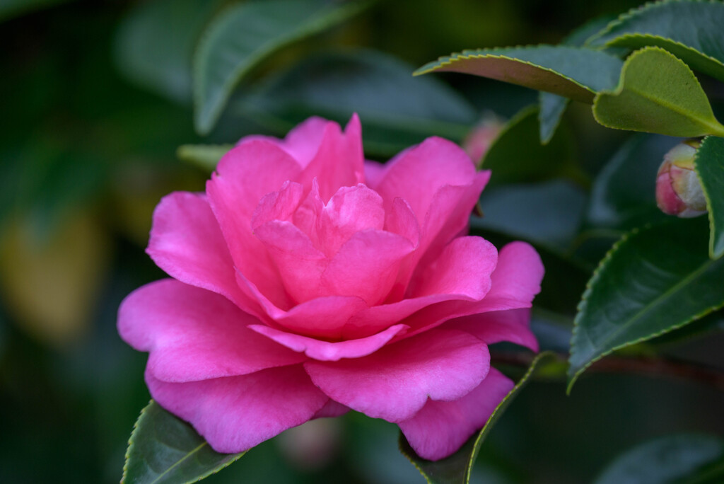 山茶花11
