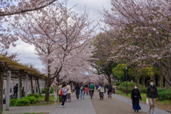 2020大阪城公園の桜8