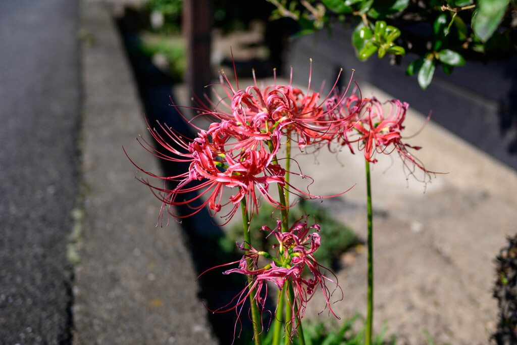 曼珠沙華1