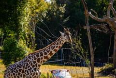 天王寺動物園 キリン6