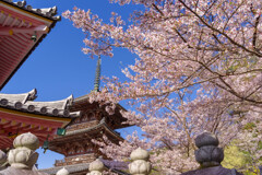 2020壷阪寺桜風景10