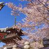 2020壷阪寺桜風景10