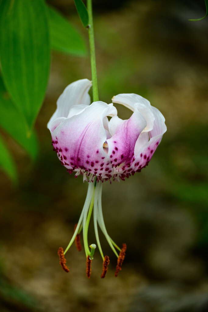 鶴見緑地咲くやこの花館 タキユリ4