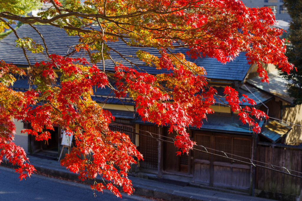 2019奈良公園紅葉2