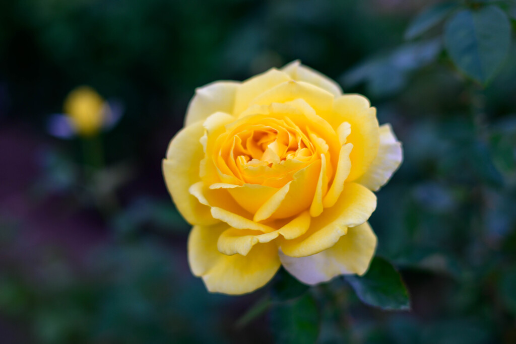 中之島公園の薔薇9ジーナロロブリジータ