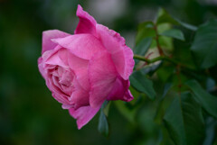 中之島公園の薔薇20シャンテロゼミサト