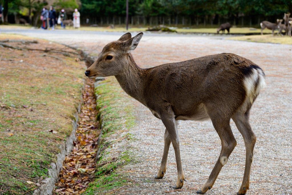 奈良公園の鹿27