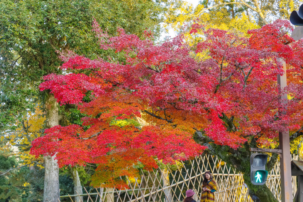 2019奈良公園紅葉28