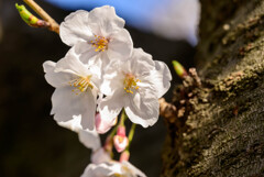 2021大阪城公園の桜9