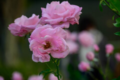 中之島公園の薔薇29桜貝