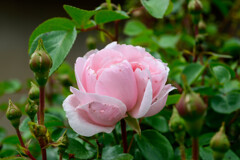 2021薔薇2