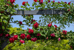 万博記念公園平和のバラ園のバラ31