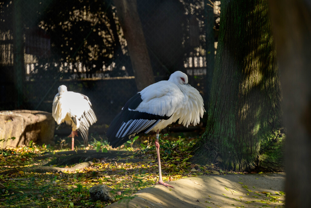 天王寺動物園 コウノトリ4