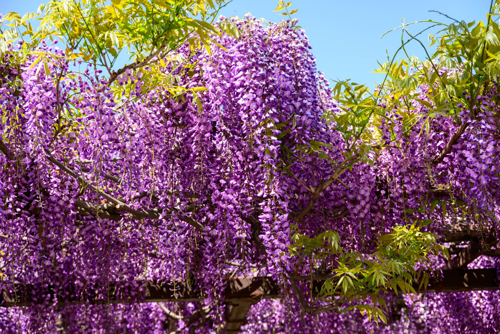 藤井寺市葛井寺藤まつり5