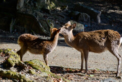 奈良公園の鹿15