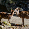 奈良公園の鹿15
