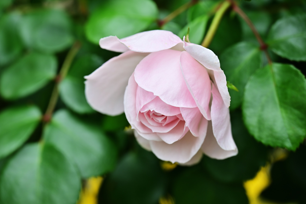 2021薔薇4