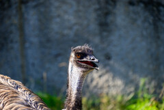 天王寺動物園エミュー2