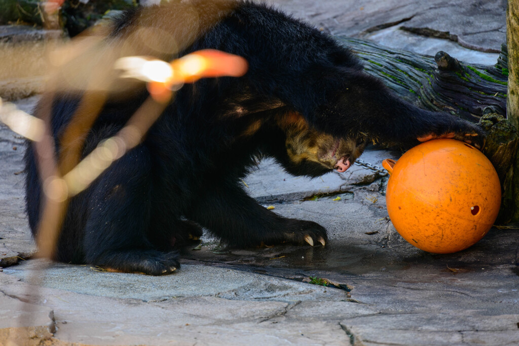 天王寺動物園 メガネグマ6