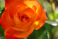 薔薇9