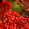 奈良公園の紅葉17