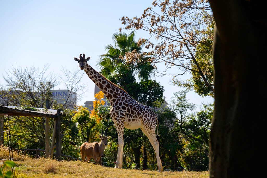 天王寺動物園 キリンとエランド1