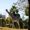 天王寺動物園 キリンとエランド1