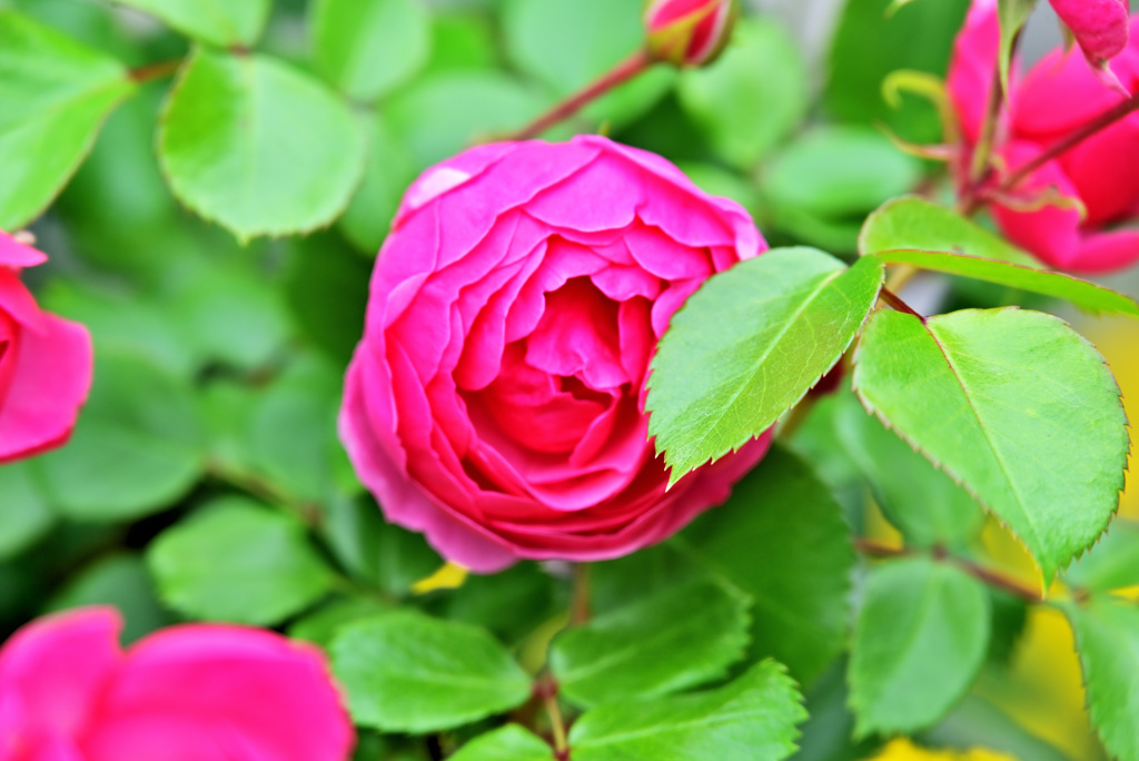 2021薔薇17
