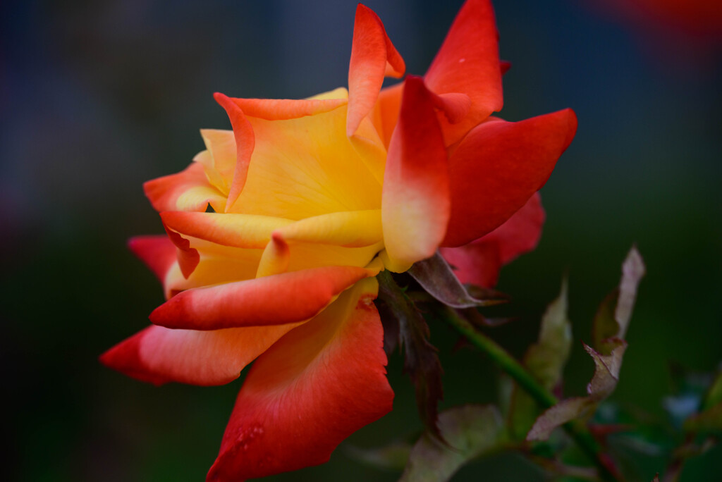 中之島公園の薔薇35高雄