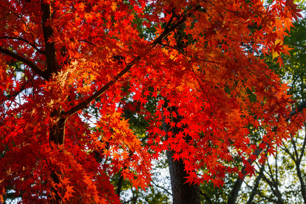 2019奈良公園紅葉23